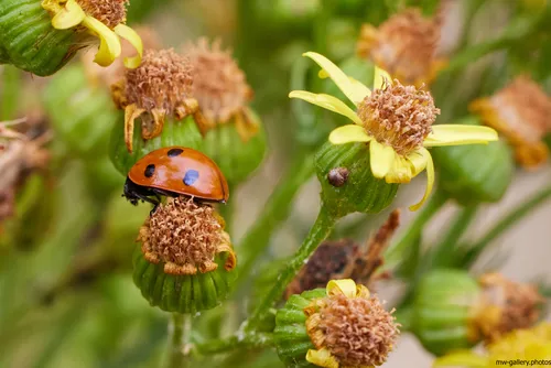 Ladybird on Ragwort This is a nature photograph taken in the morning during the summer season, focusing on a ladybird perched on a ragwort flower. The image captures the detail of the ladybird as it moves across the ragwort among other plants and flowers, highlighting the interaction between insects and their natural environment. The surrounding plants and the yellow blooms of ragwort contribute to the representation of summer flora and insect activity. No buildings or mountain landmarks are visible, ensuring the emphasis remains on the insect and the flowers within its plant habitat.
